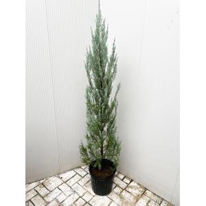 コニファー ブルーエンジェル150cm（コニファー,庭木,植木,常緑樹
