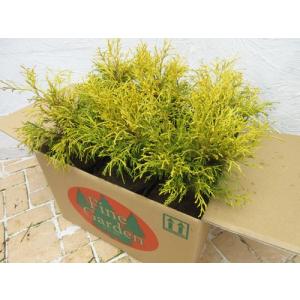 コニファー苗木 ゴールデンモップ : 植物・園芸専門店 花育通販Yahoo