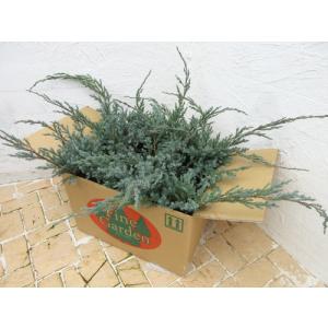 コニファー ブルーエンジェル100cm（コニファー,庭木,植木,常緑樹