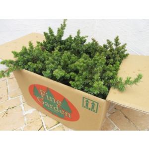 コニファー ブルーカーペット6本セット（コニファー,庭木,植木,常緑樹