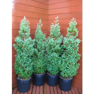 コニファー ブルーアロー130〜140cm4本セット（庭木,植木,常緑樹