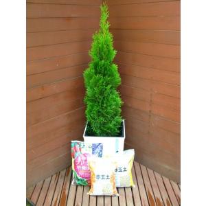 コニファー ブルーエンジェル150cm（コニファー,庭木,植木,常緑樹