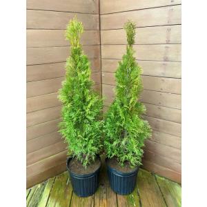 エメラルドグリーン2本セット　 樹高８０〜１００センチ 【コニファー 北欧スタイル ニオイヒバ スマラグド 庭木　植木 常緑樹 目隠し 垣根 生垣 ガーデニング】