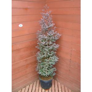 ムーングロー 10号 コニファー 観葉植物 インテリア 鉢植え