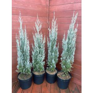 コニファー エメラルドグリーン120cm（庭木,植木,常緑樹,コニファー