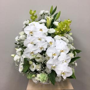母の日 Mother's Day 胡蝶蘭【マザーチーク】5号鉢 2本立ち 陶器鉢
