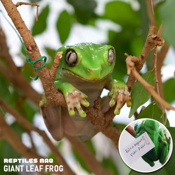 GIANT LEAF FROG カエル メモホルダー フィギュア マグネット ギフト magnet