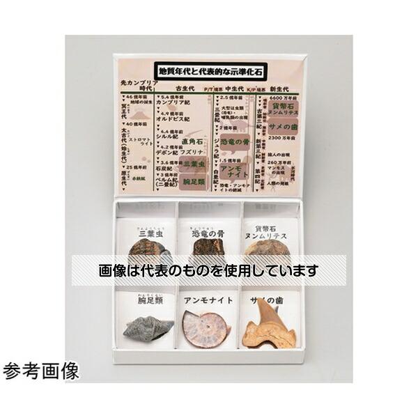 大江理工社  ミニ標本シリーズ示準化石6種セット(高等学校用) 入数：1箱