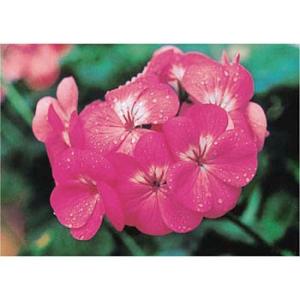 つくし工房 安全標識 PH-4 『ゼラニウム』 ぴ〜看用写真ステッカー 297×420mm ステッカ...