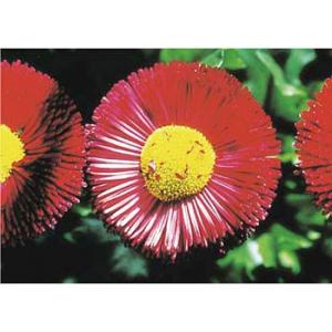 つくし工房 安全標識 PH-8 『デイジー』 ぴ〜看用写真ステッカー 297×420mm ステッカー...