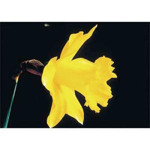 つくし工房 安全標識 PH-10 『ラッパスイセン』 ぴ〜看用写真ステッカー 297×420mm ス...