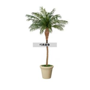 タカショー GD-229 21773100 フェニックス 2.5m 大型人工樹 人工植物 観葉 GD-229 [法人限定]