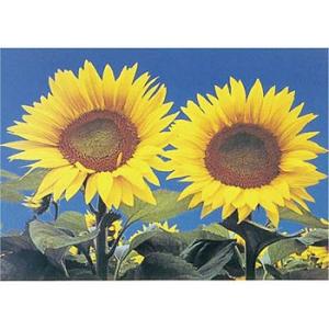 つくし工房 安全標識 PH-1 『ヒマワリ』 ぴ〜看用写真ステッカー 297×420mm ステッカー...