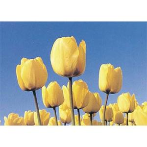 つくし工房 安全標識 PH-2 『チューリップ』 ぴ〜看用写真ステッカー 297×420mm ステッ...