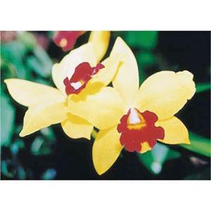 つくし工房 安全標識 PH-3 『カトレア』 ぴ〜看用写真ステッカー 297×420mm ステッカー...