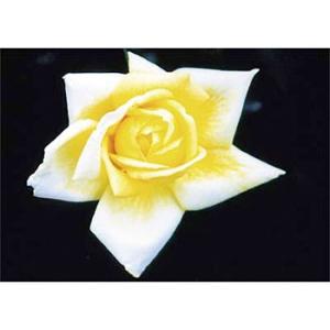 つくし工房 安全標識 PH-5 『バラ』 ぴ〜看用写真ステッカー 297×420mm ステッカー[返...