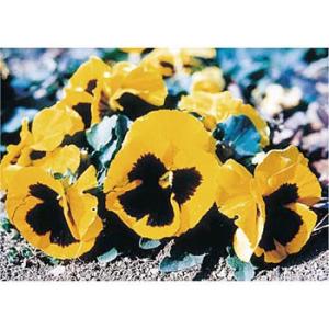 つくし工房 安全標識 PH-6 『パンジー』 ぴ〜看用写真ステッカー 297×420mm ステッカー...