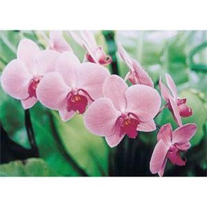 つくし工房 安全標識 PH-7 『コチョウラン』 ぴ〜看用写真ステッカー 297×420mm ステッ...