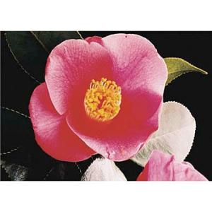 つくし工房 安全標識 PH-9 『ツバキ』 ぴ〜看用写真ステッカー 297×420mm ステッカー[...