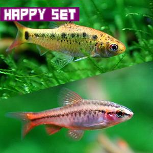 (熱帯魚)ハッピーセット　チェリーバルブ　約2cm　3匹　 ＋ ゴールデンバルブ　約2-3cm　3匹