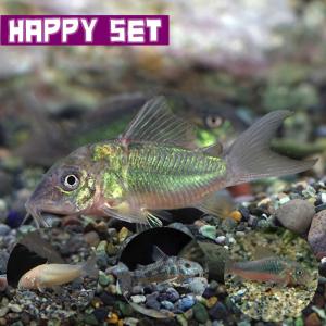 (熱帯魚)ハッピーセット　エメラルドグリーンコリドラス　約3cm　1匹　 ＋ コリドラスミックス　赤、白、パレ　約2-3cm　3匹　｜fish-y