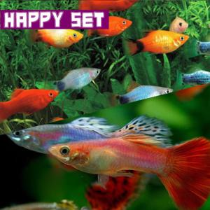 (熱帯魚)ハッピーセット　ミックスグッピー　約3cm　3ペア　 ＋ 　ミックスプラティ　約2-3cm　4匹｜fish-y