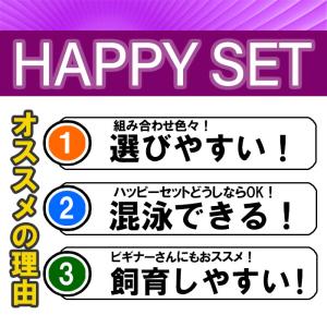 (熱帯魚)ハッピーセット おまかせ水草 8本 ...の詳細画像2