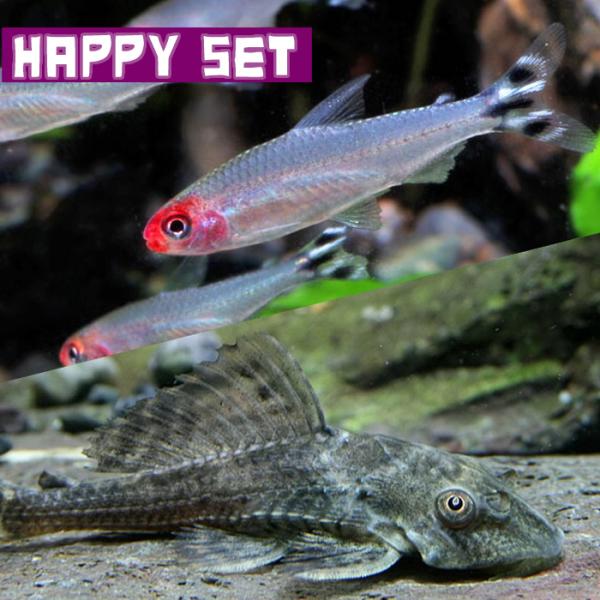 (熱帯魚)ハッピーセット　ラミーノーズテトラ　約2cm　4匹　＋　サッカープレコ　約5-6cm　2匹...