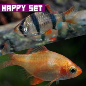 (熱帯魚)ハッピーセット　スマトラ約2cm　3匹　＋　白スマトラ約2cm　3匹