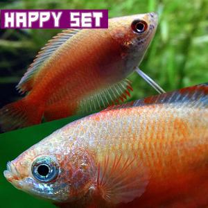 (熱帯魚)ハッピーセット　ゴールデンハニードワーフグラミー　約2-3cm　3匹　＋　レッドグラミー　...