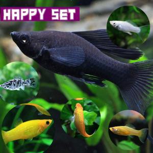 (熱帯魚)ハッピーセット　ミックス・モーリー　5匹｜fish-y