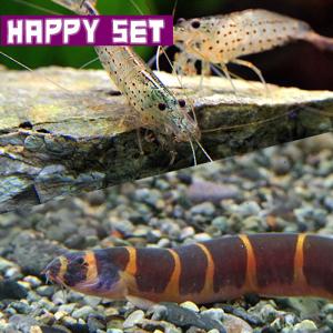 (熱帯魚・エビ)ハッピーセット　クーリーローチ　約4-5cm　4匹　＋ ヤマトヌマエビ　約2-４cm...