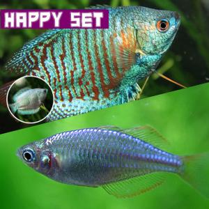 (熱帯魚)バリューセット　ネオンドワーフグラミー　約4cm　1ペア　＋　ネオンドワーフレインボー　約2-3cm　3匹