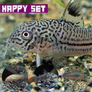 (熱帯魚)ハッピーセット　コリドラス　ジュリー　約2-3ｃｍ　1匹　＋　コリドラス　ミックス　赤・白・パレアタス　約3ｃｍ　3匹｜fish-y