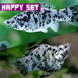 (熱帯魚)ハッピーセット　ダルメシアンモーリー　約4-5ｃｍ　2匹　＋　ダルメシアンバルーンモーリー　約3ｃｍ　2匹　｜fish-y