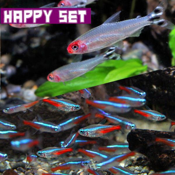 (熱帯魚セット)【ハッピーセット】ネオンテトラ　（約1.5-2cm)(１０匹) ＋ ラミーノーズテト...