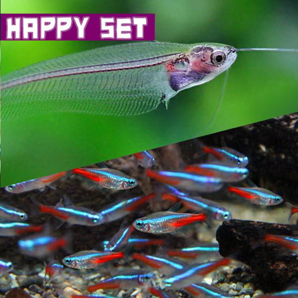 (熱帯魚セット)【ハッピーセット】ネオンテトラ　（約１．５−２cm)(１０匹) ＋ トランスルーセン...