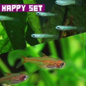 (熱帯魚セット) 【ハッピーセット】レッドテトラ　（約１．５cm)（５匹） ＋ ランプアイ　（約１．５cm)（５匹）｜fish-y