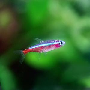 (熱帯魚)カージナルテトラ【ブリード】（Mサイズ　約１.５-２cm）（５０匹）