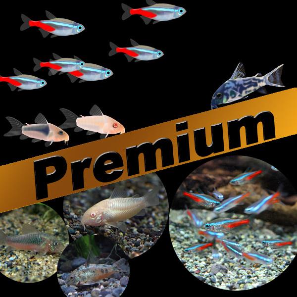 (熱帯魚)プレミアムセット　ネオンテトラ　SM　約１.５-２cm　50匹　＋　コリドラスミ ックス　...