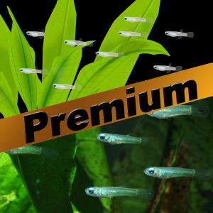 熱帯魚通販のネオス 中 上層魚 プレミアムセット Yahoo ショッピング