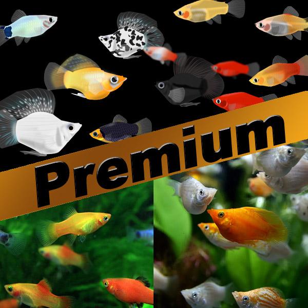 (熱帯魚)プレミアムセット　ミックスバルーンモーリー　約３cm　１０匹　＋　ミックスプラティ　約２-...