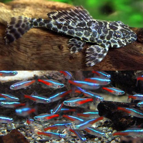 (熱帯魚)ネオンテトラ　ＳＭサイズ　約１.５-２cmｃｍ　10匹 ＋ セルフィンプレコ　約4-5cm...