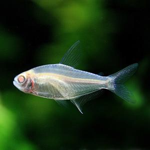 (熱帯魚)アルビノレモンテトラ　約3cm　3匹｜fish-y