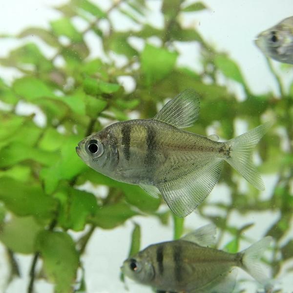 (熱帯魚)ブラックテトラ　約2cm　5匹　（ネッタイギョ）