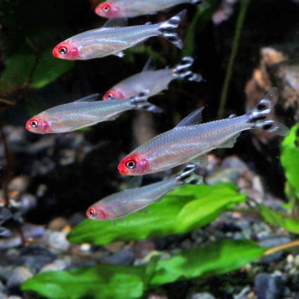 (熱帯魚)ラミーノーズテトラ　約2cm　6匹　