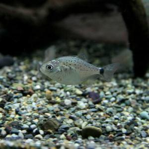 (熱帯魚)ピラニアナッテリー　約1.5-4cm　1匹