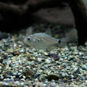 (熱帯魚)( オススメ)ピラニアナッテリー　約1.5-4cm　5匹｜fish-y