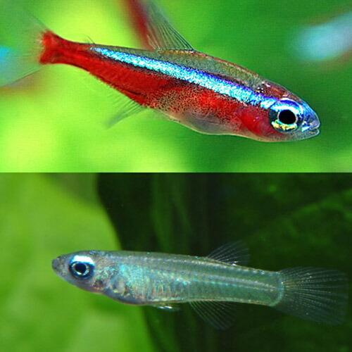 (熱帯魚)カージナルテトラ　ブリード　約1.5-2ｃｍ　15匹 ＋ アフリカンランプアイ　約2cm　...