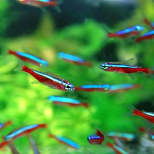 (熱帯魚)カージナルテトラ　約2.5-3ｃｍ　Ｌサイズ　25匹｜fish-y